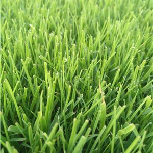 草坪_昆明市安宁草坪基地包成活