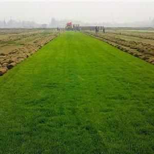 关于云南草坪种植技术对土壤的要求-草坪正确的管理技术和养护工艺